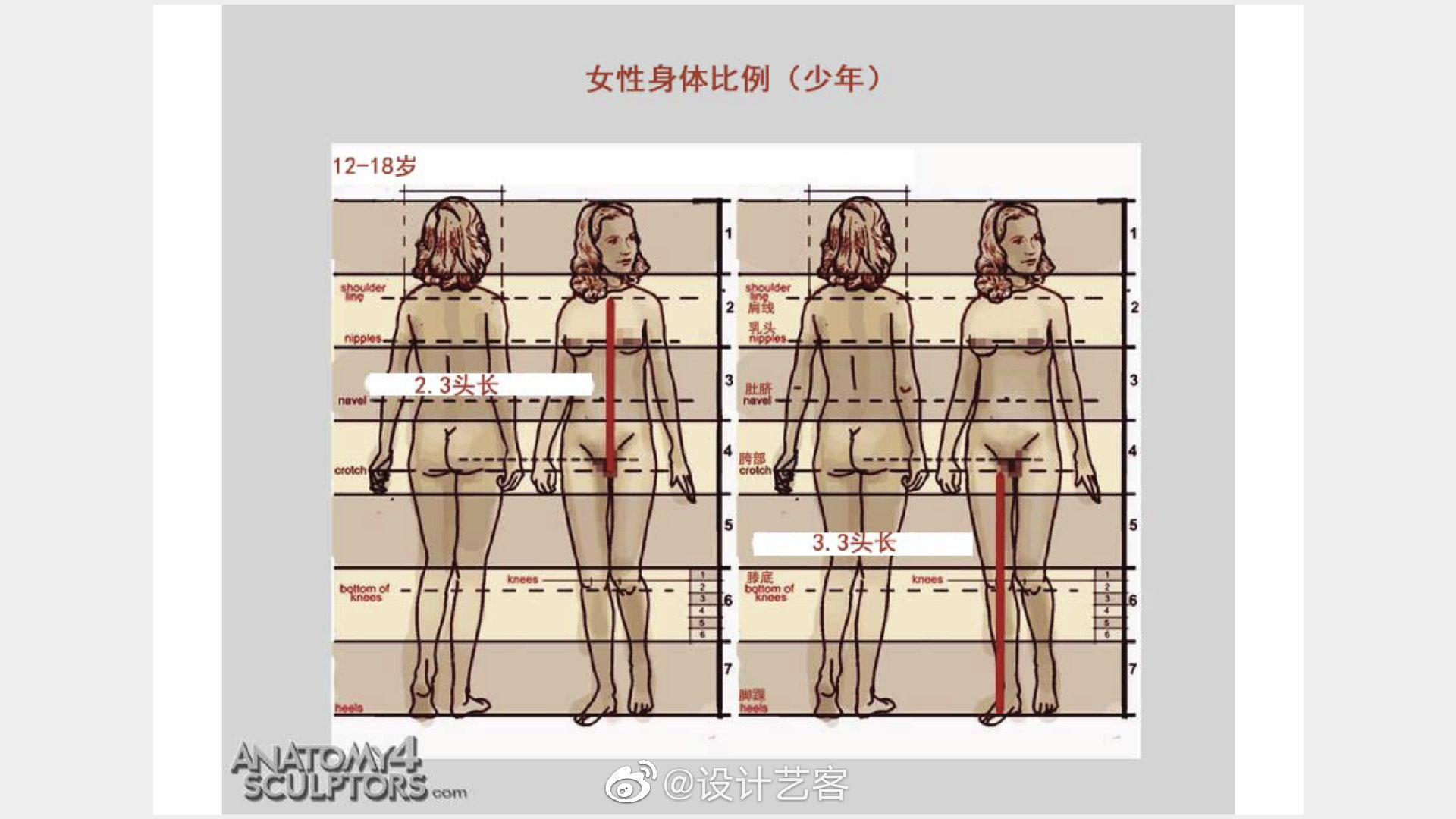 绘画知识 | 不同年龄段标准人体尺度比例一览