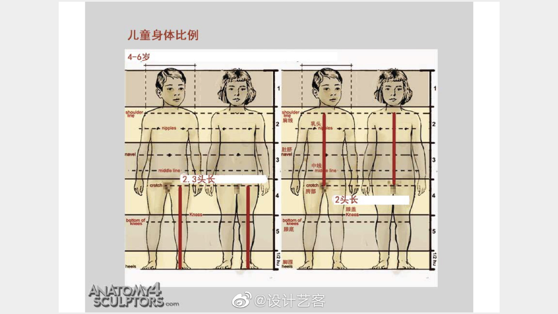 9绘画知识 | 不同年龄段标准人体尺度比例一览,也来测量一下你的身体