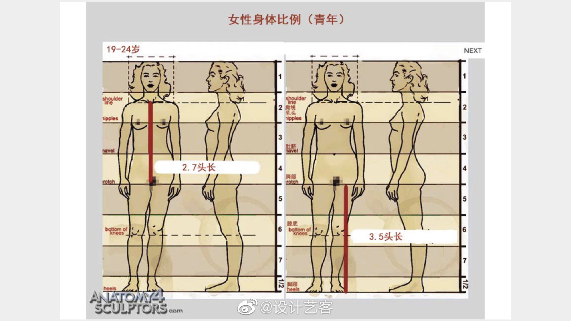 绘画知识 | 不同年龄段标准人体尺度比例一览