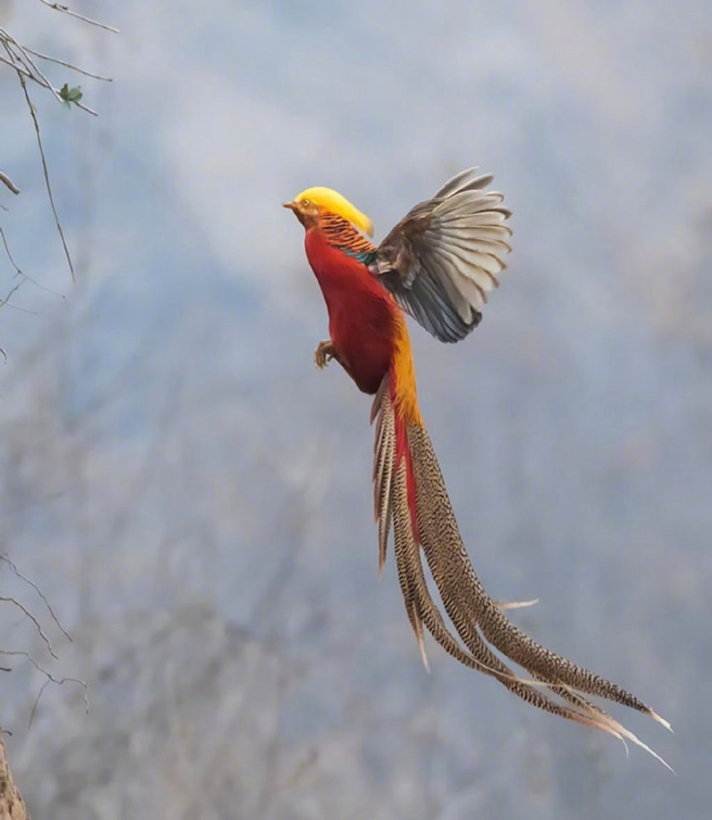 七彩斑斓的 "神鸟·凤凰锦鸡"