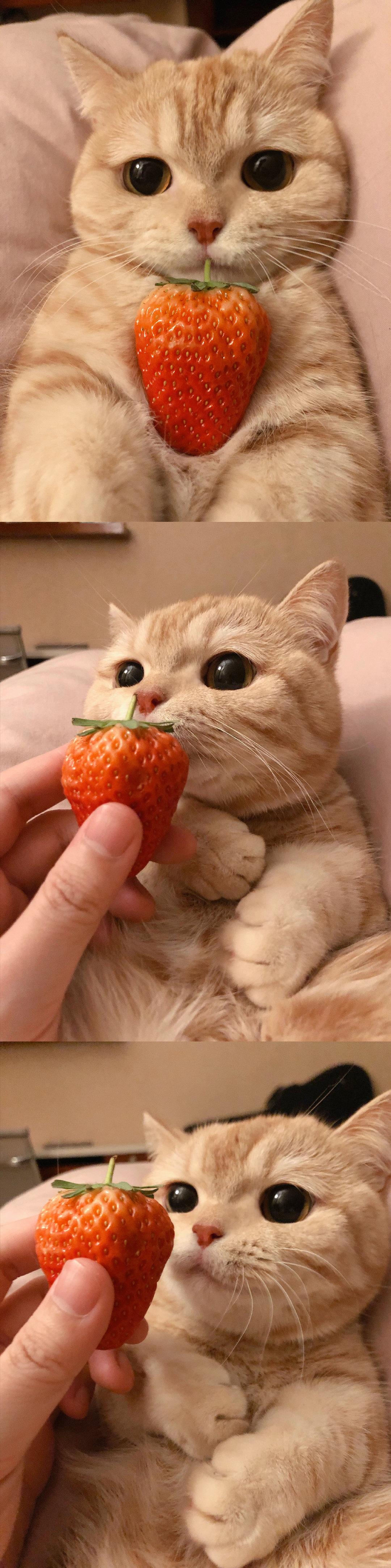 橘猫沙梨sally的早安问候转发这个小可爱你也会有自己的猫