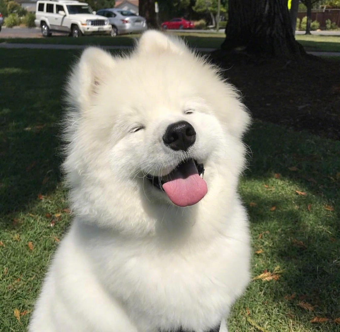 早!和萨摩耶一起笑一笑十年少_高清图集_新浪网