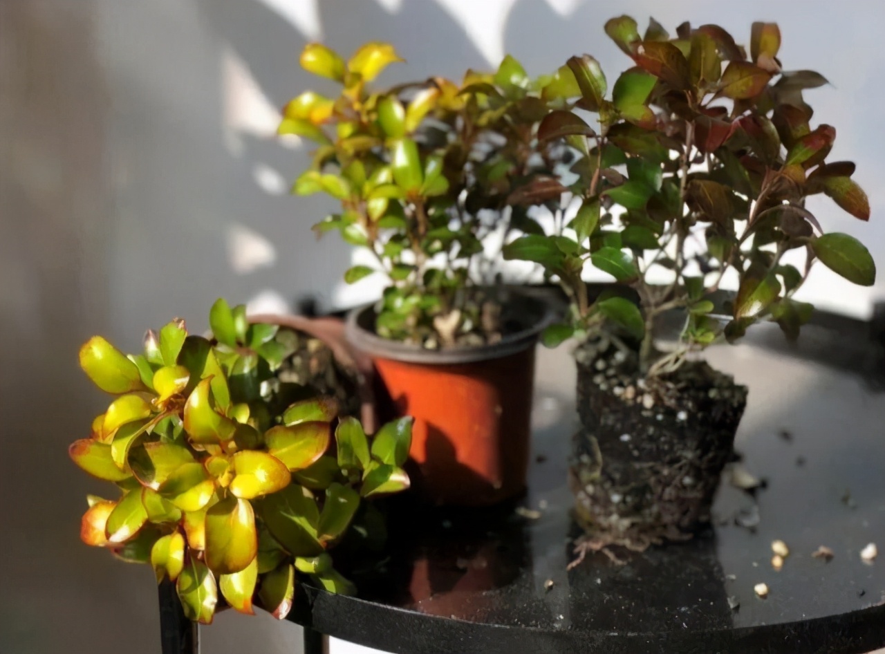 新西兰茜草叶片会变色如何养好它呢