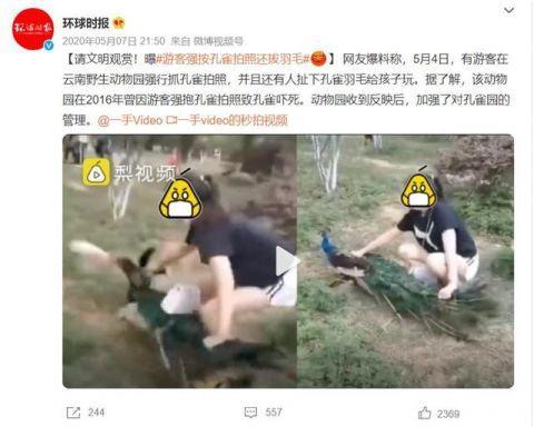 云南一动物园内孔雀被追逐拔毛，园方：尚未找到当事游客