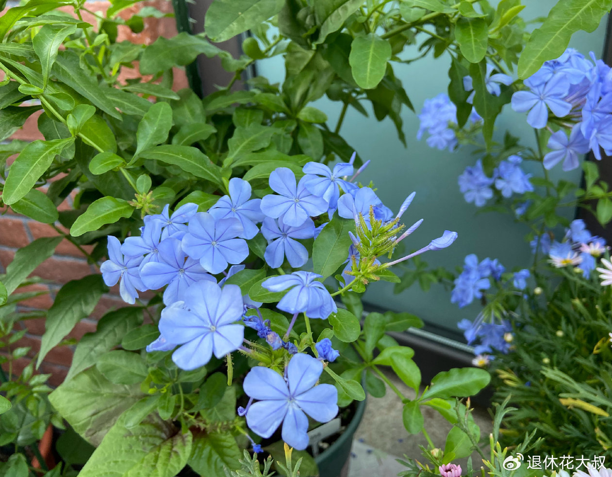 蓝雪花花球养成记，用“3招”，花量大10倍，来年开成蓝色花海|枝条|长势|冬季|花盆|花苞_新浪新闻