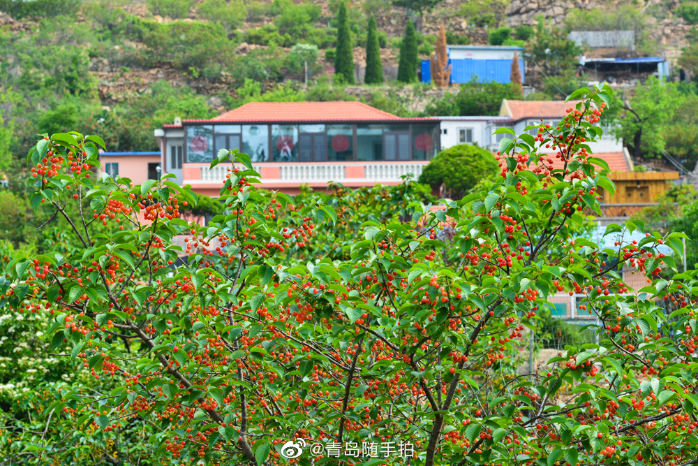 时间走进五月,初夏的青岛崂山,北宅樱桃红了_高清图集_新浪网