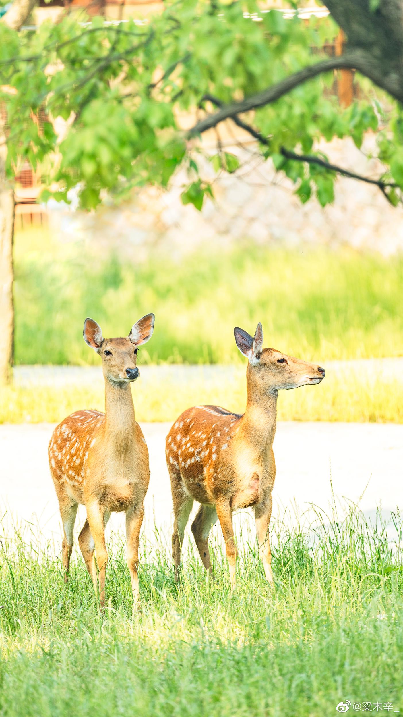呦呦鹿鸣,食野之苹摄于杭州良渚摄影@梁木辛