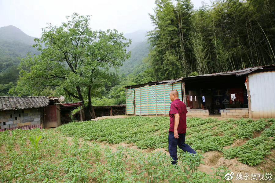 陕西男子放弃工程生意返乡做农业,养钱鱼种黄连,十年投了七百万休闲区蓝鸢梦想 - Www.slyday.coM 陕西男子放弃工程生意返乡做农业,养钱鱼种黄连,十年投了七百万休闲区蓝鸢梦想 - Www.slyday.coM