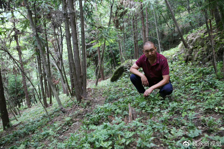 陕西男子放弃工程生意返乡做农业,养钱鱼种黄连,十年投了七百万休闲区蓝鸢梦想 - Www.slyday.coM 陕西男子放弃工程生意返乡做农业,养钱鱼种黄连,十年投了七百万休闲区蓝鸢梦想 - Www.slyday.coM