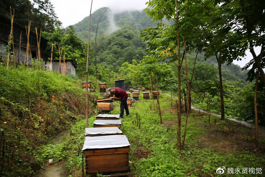 陕西男子放弃工程生意返乡做农业,养钱鱼种黄连,十年投了七百万休闲区蓝鸢梦想 - Www.slyday.coM 陕西男子放弃工程生意返乡做农业,养钱鱼种黄连,十年投了七百万休闲区蓝鸢梦想 - Www.slyday.coM