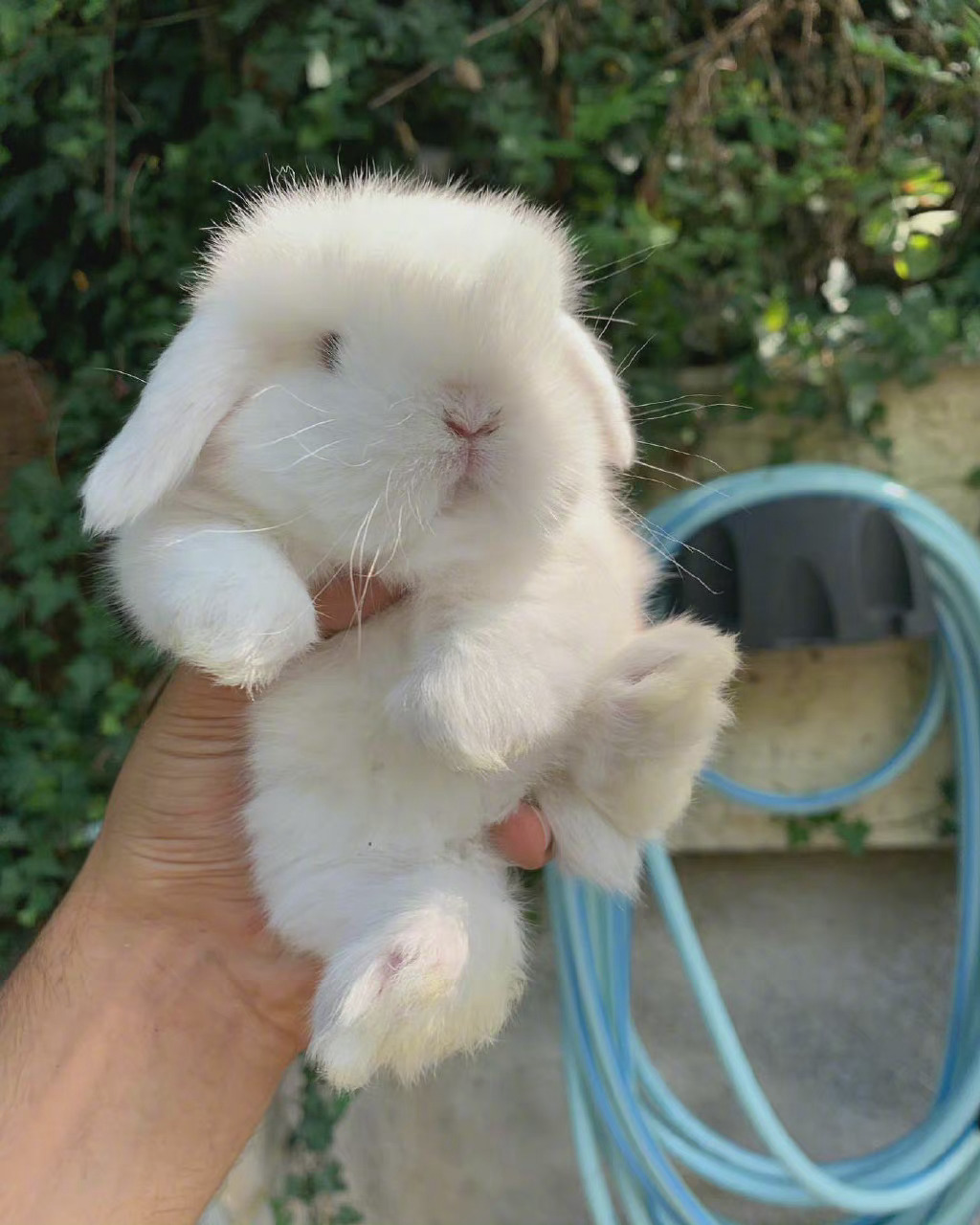 可可爱爱小兔叽早安