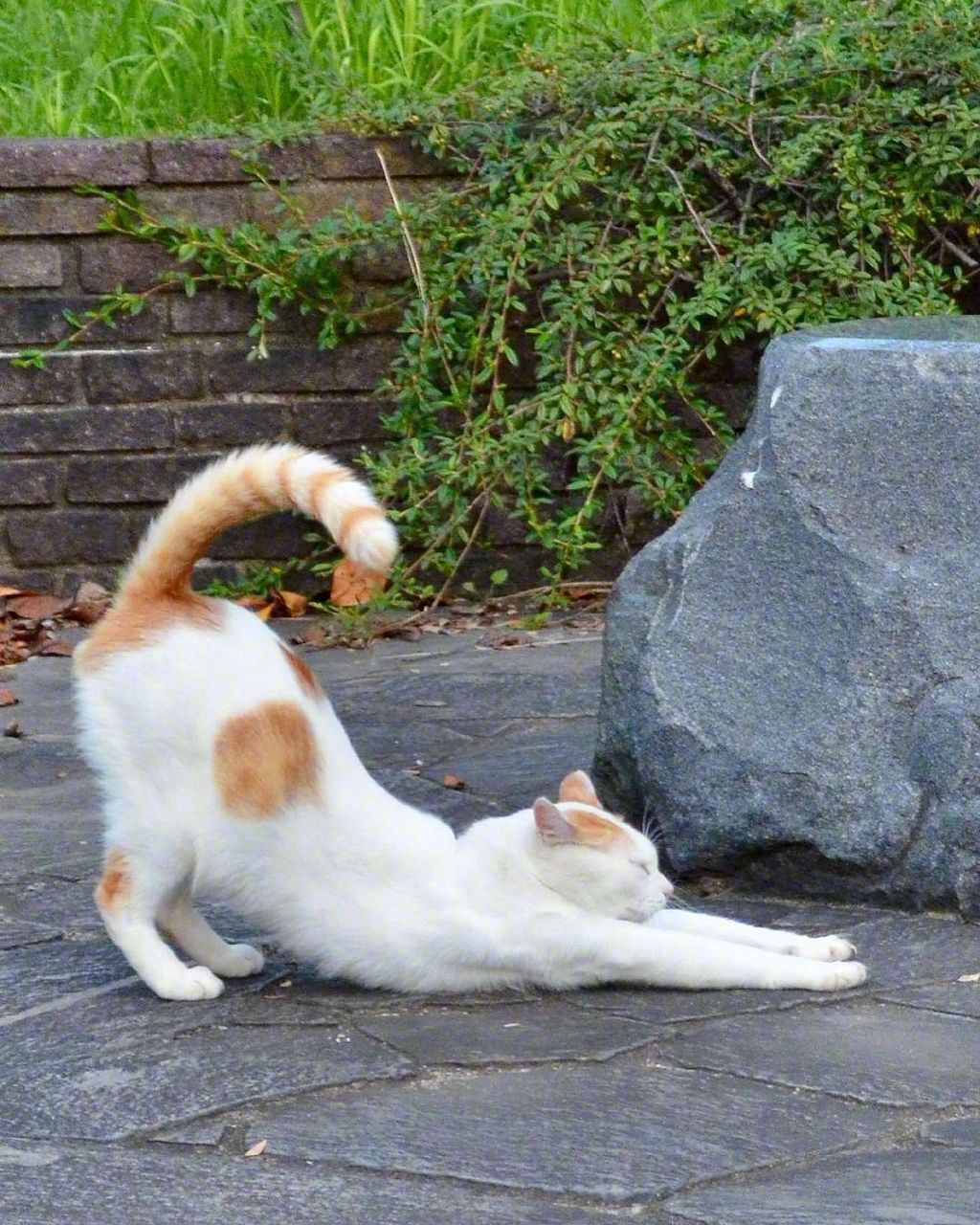 撅腚伸懒腰早安