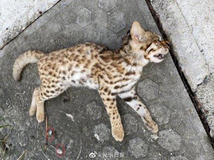 深圳一只小豹猫因打斗死亡系国家二级保护动物