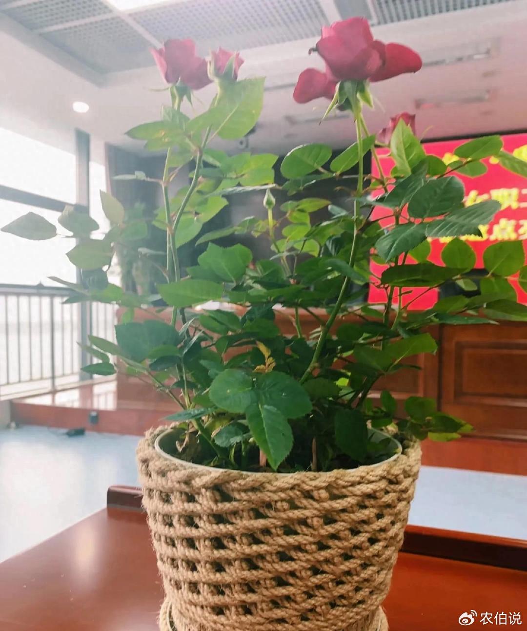 这10个不要钱的养花智慧,就算借我个脑袋,我也想不出来啊!|养花|花草|土壤