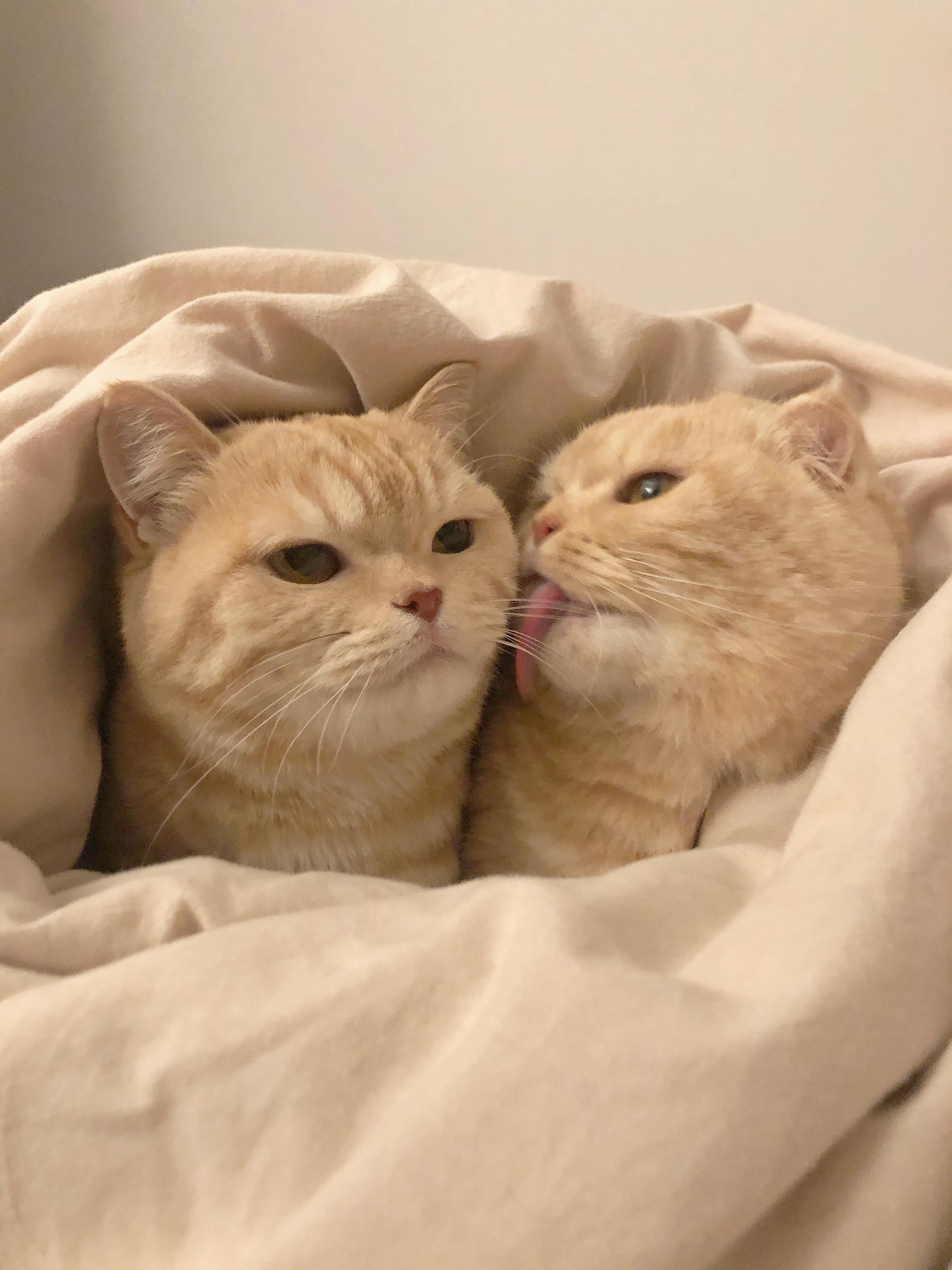 果汁橙汁苹果汁你是我的好铁汁 cr橘猫沙梨sally_高清图集_新浪网