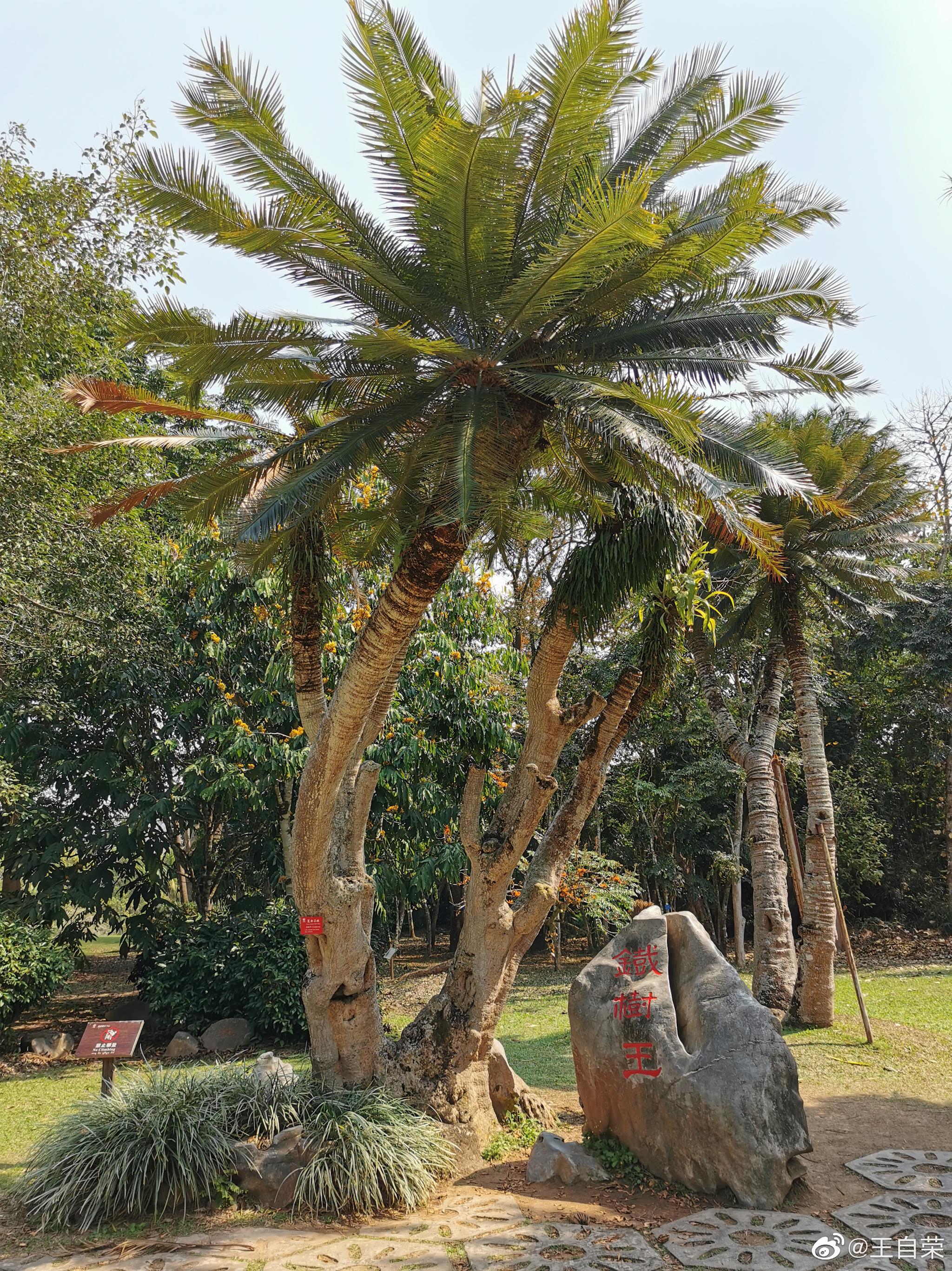 西双版纳植物园的铁树