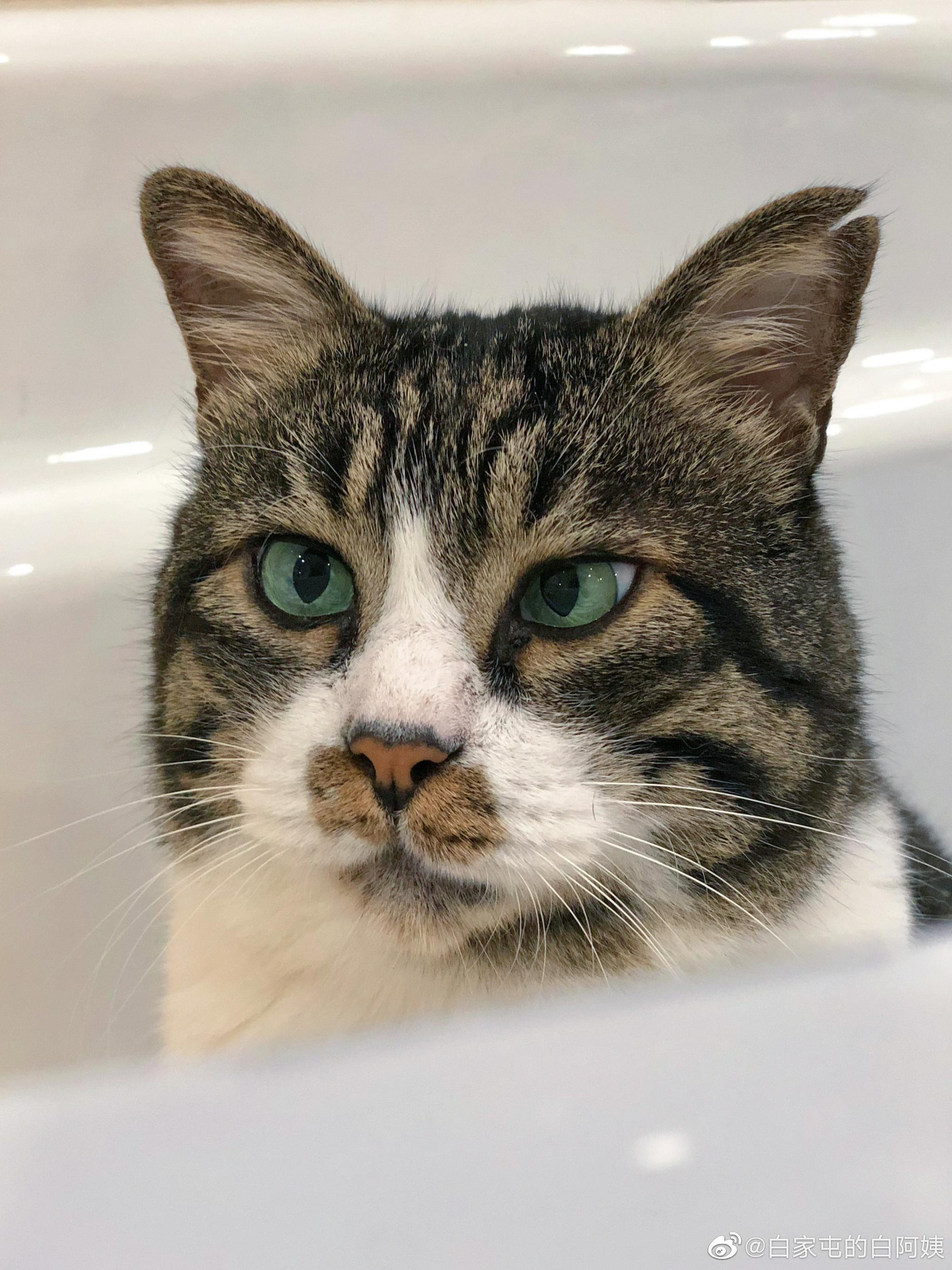 小猫咪的对眼基本已经治愈!