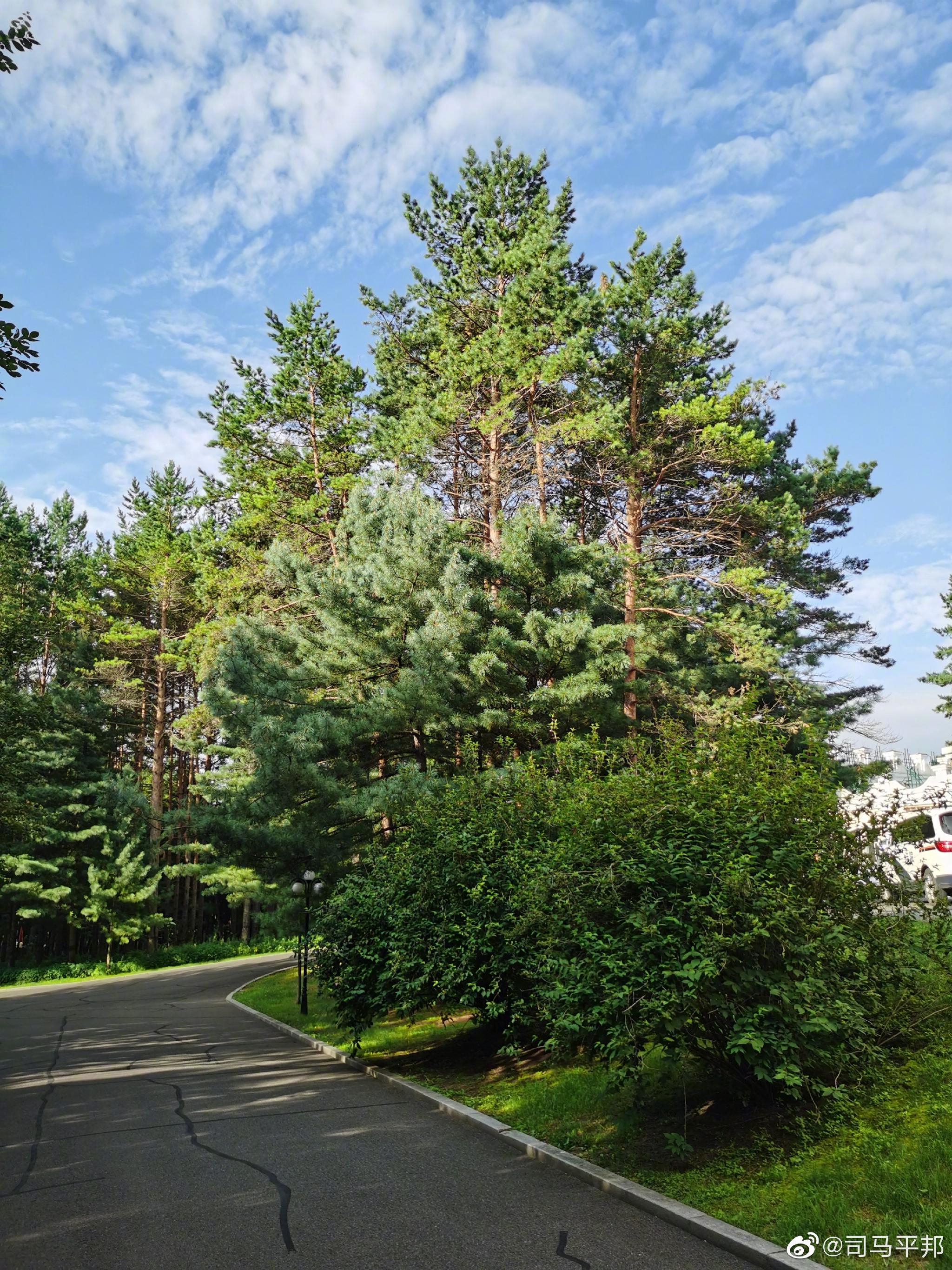 再发一组,小兴安岭的大红松,正直无敌的参天大树们