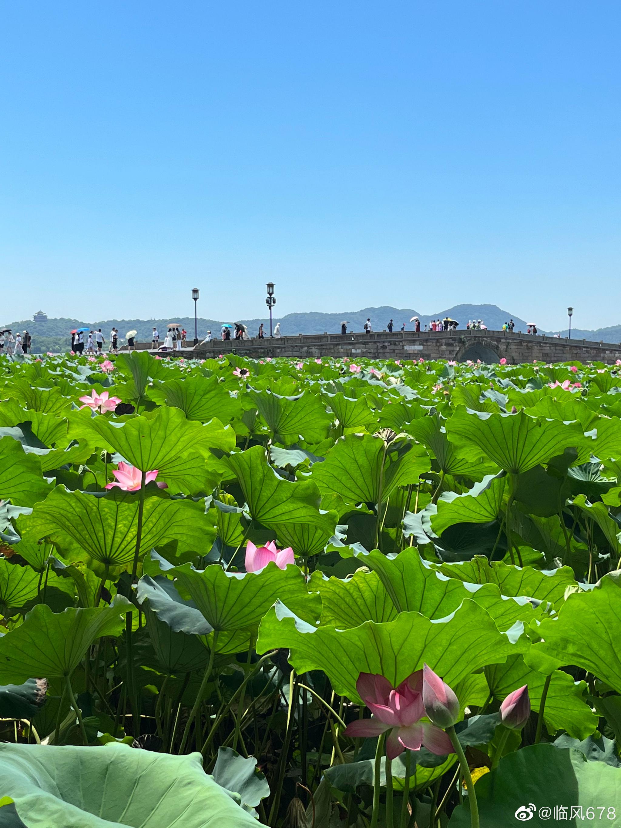 杭州西湖断桥荷花__财经头条