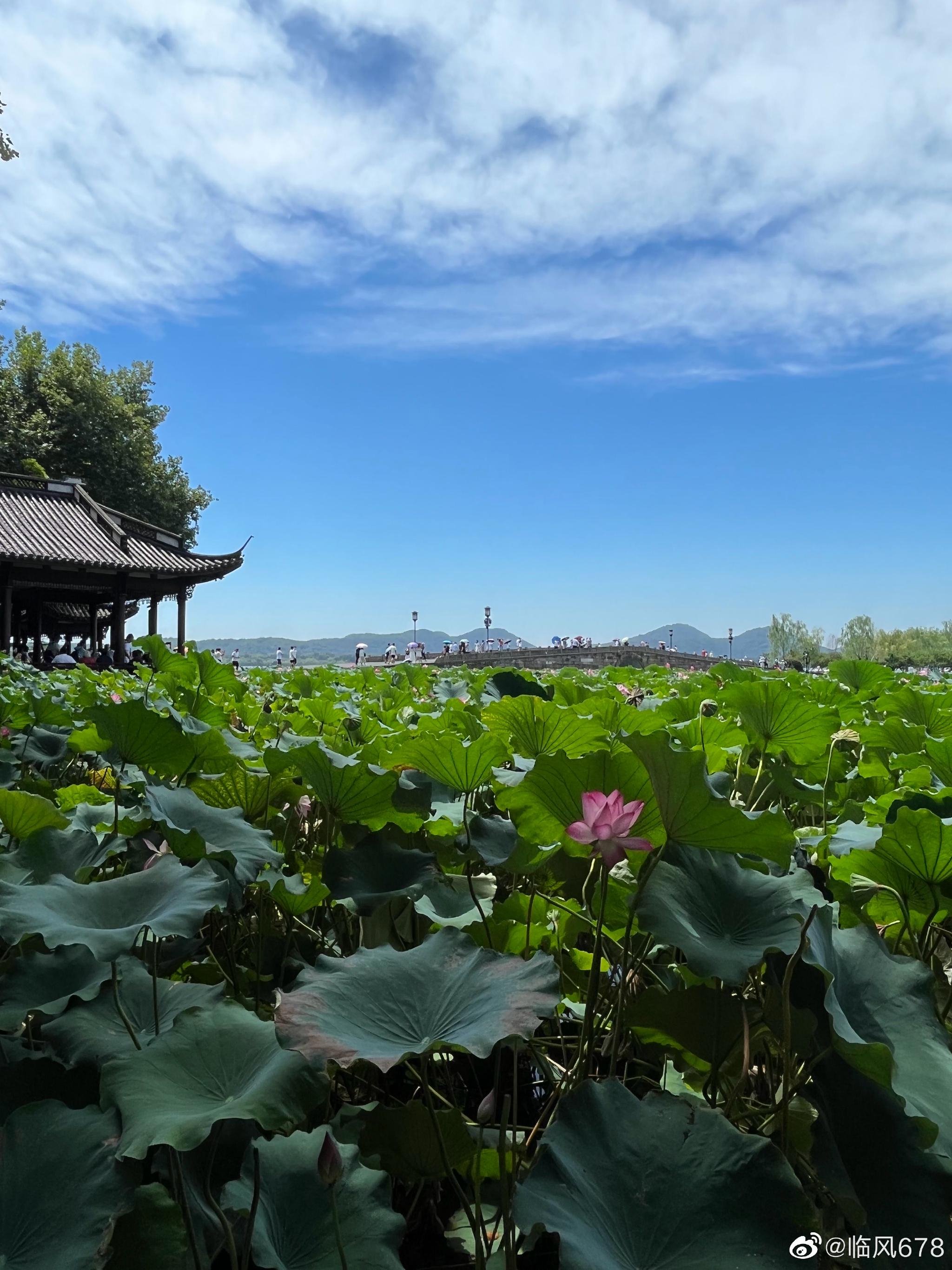 杭州西湖断桥荷花__财经头条