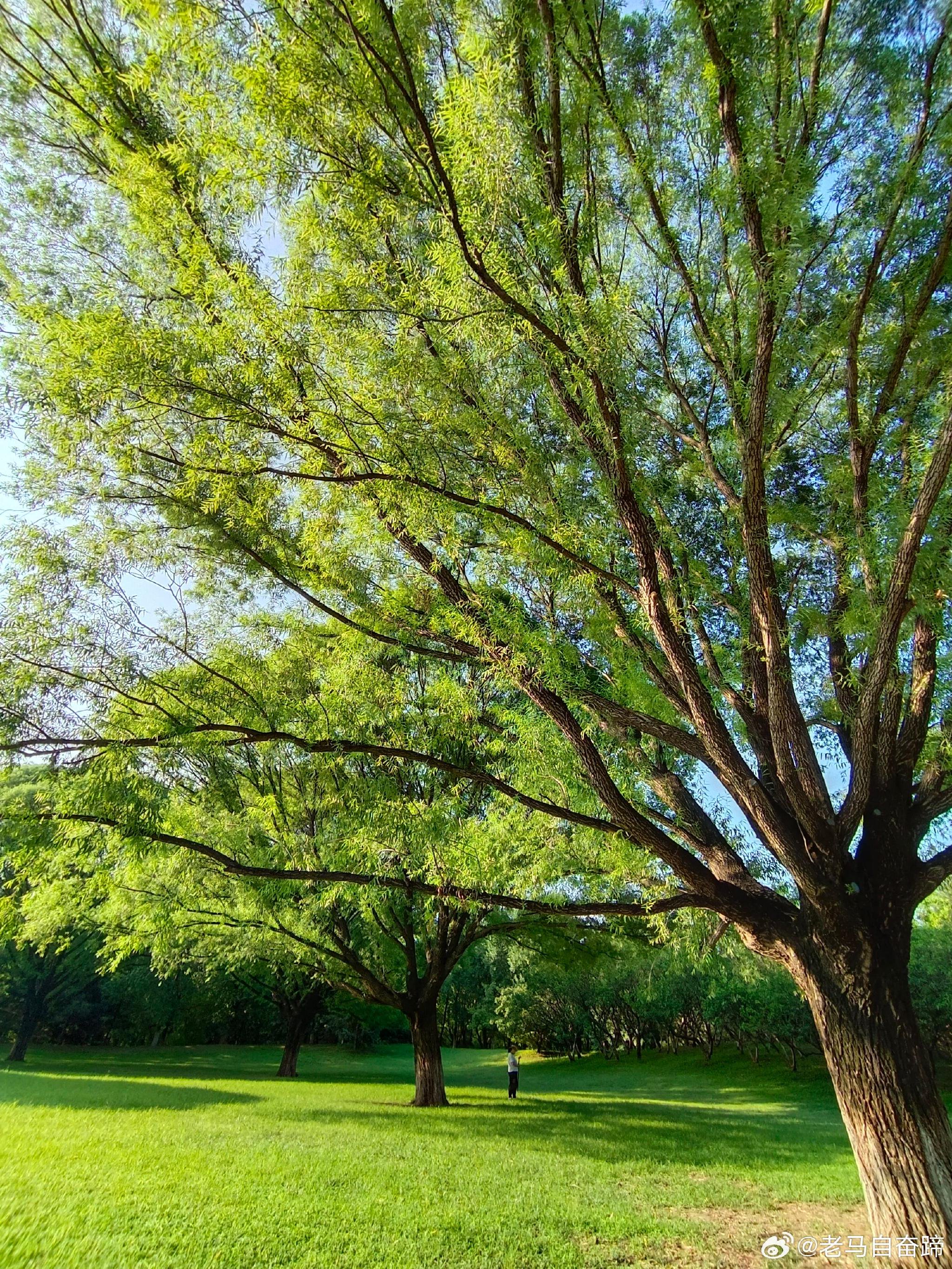 大菜花树是什么树|花树|大菜_新浪新闻