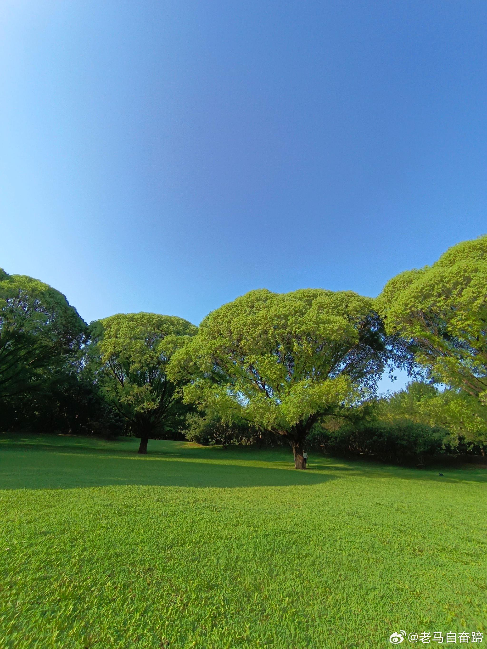 大菜花树是什么树|花树|大菜_新浪新闻