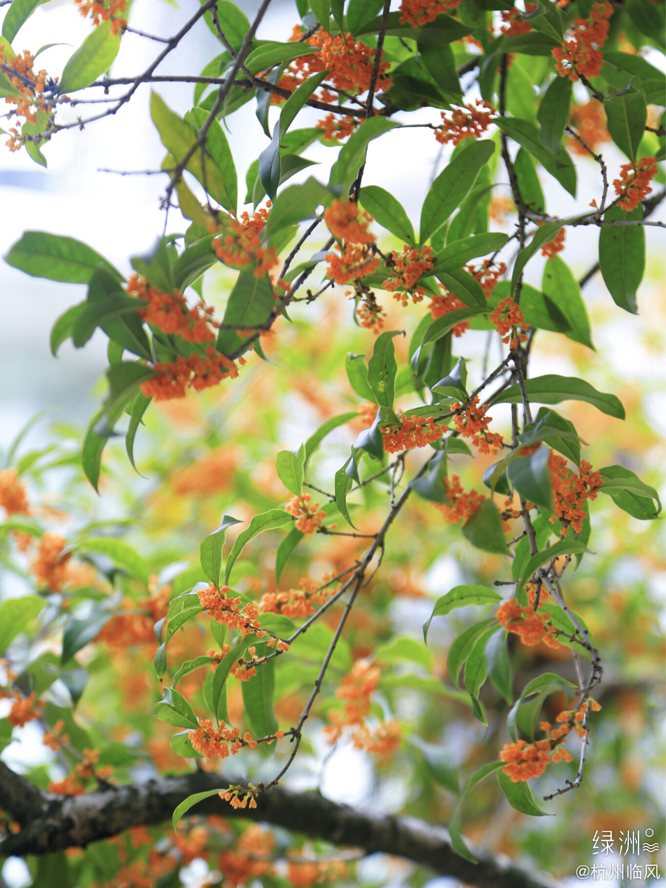 满城桂花香杭州满陇桂雨