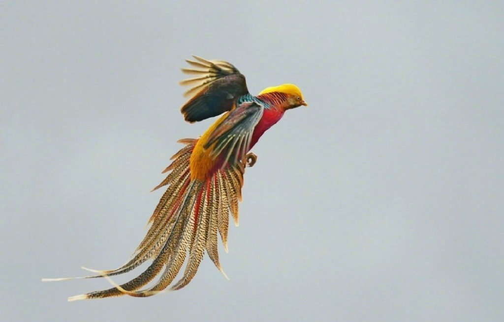 七彩斑斓的 "神鸟·凤凰锦鸡"