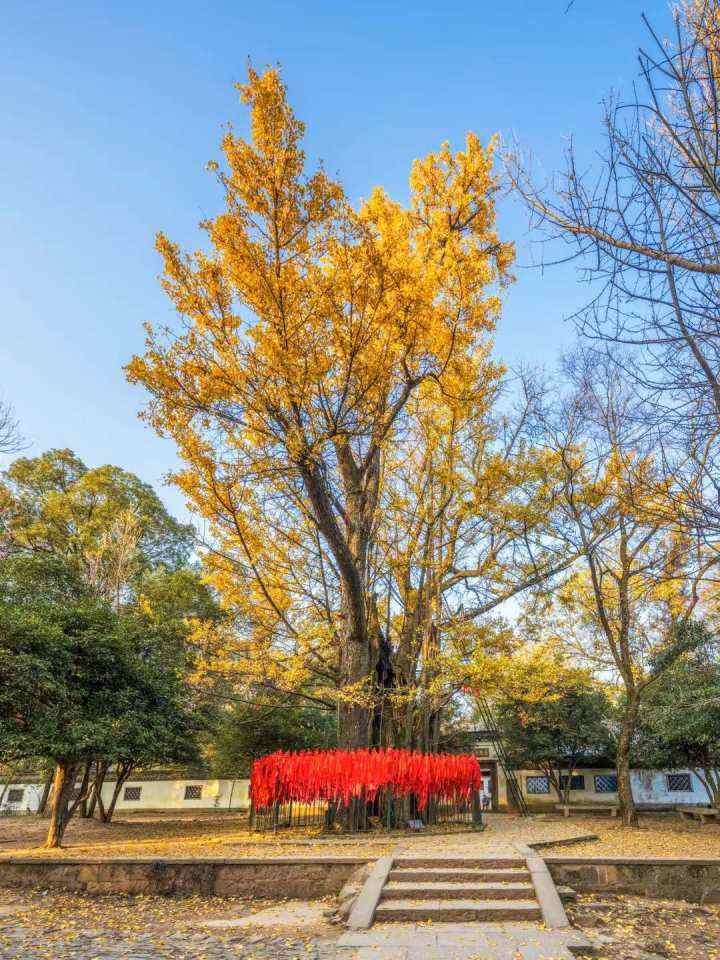 杭州市区年龄最大的树是谁1400多岁的它算吗五云山古银杏往事