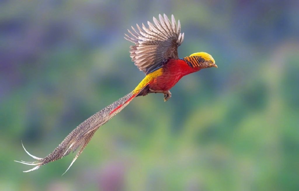七彩斑斓的 "神鸟·凤凰锦鸡"