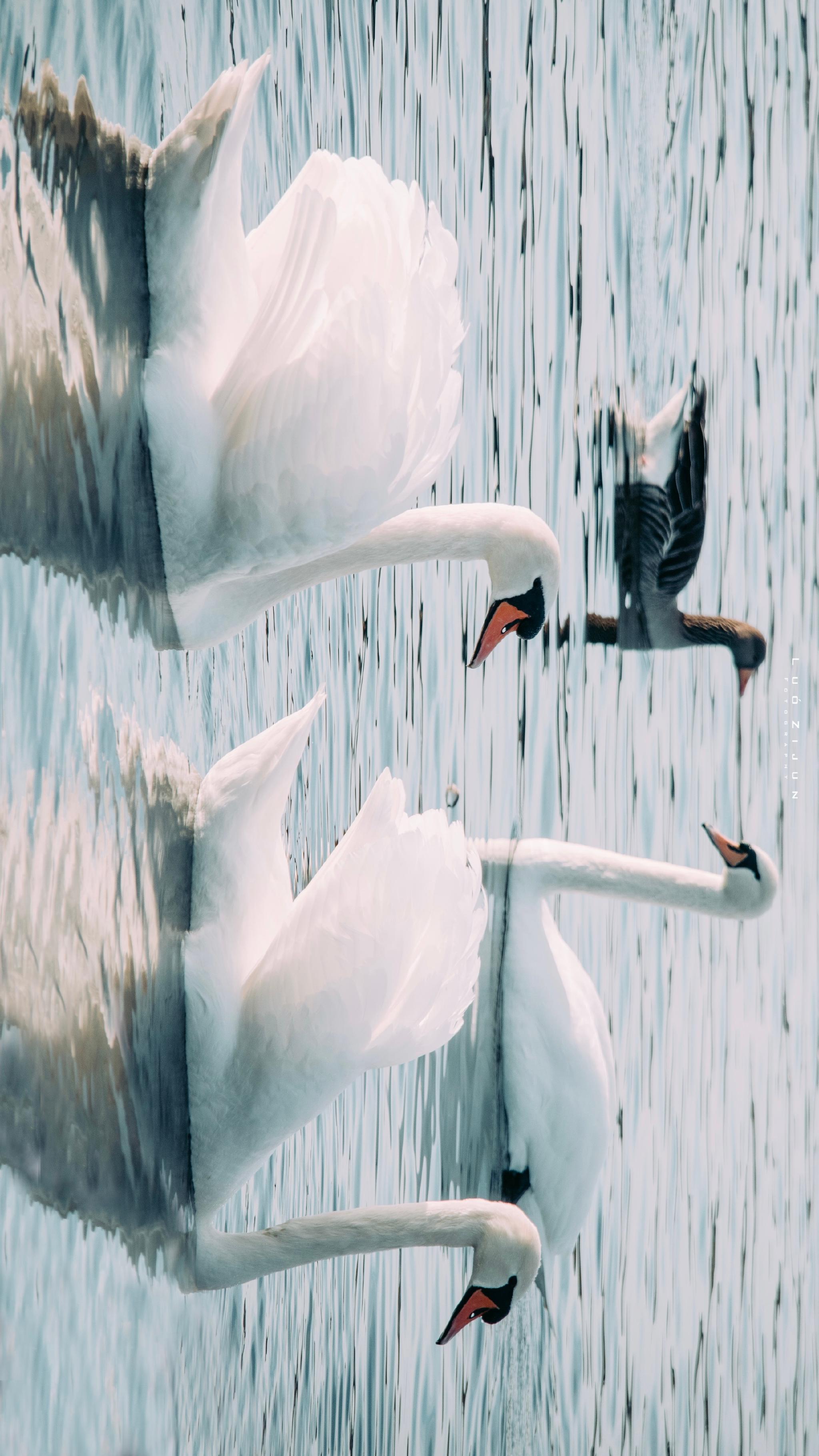 我也试图追赶过你,但山鸟与鱼不同路._高清图集_新浪网
