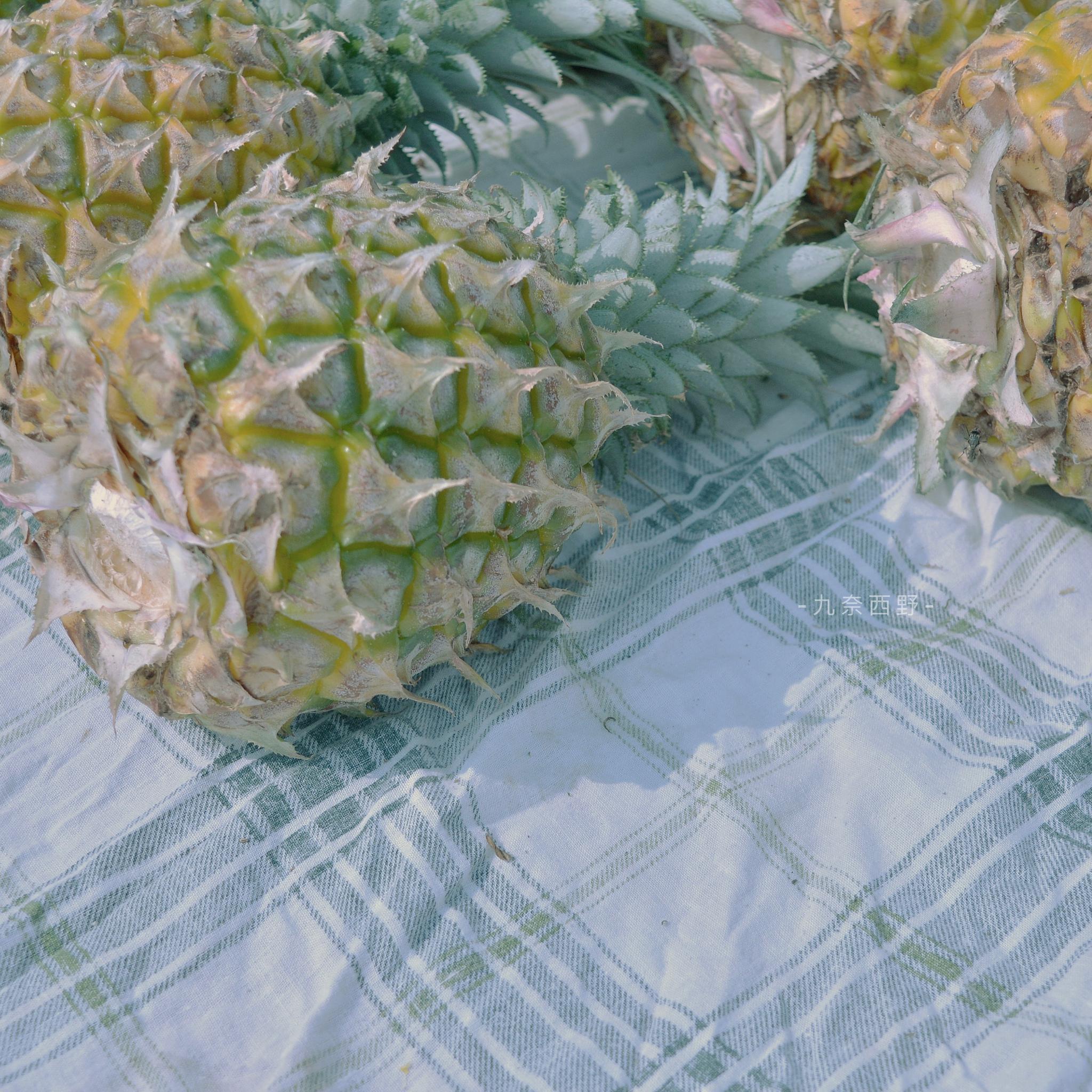 春日限定 摄影@九奈西野