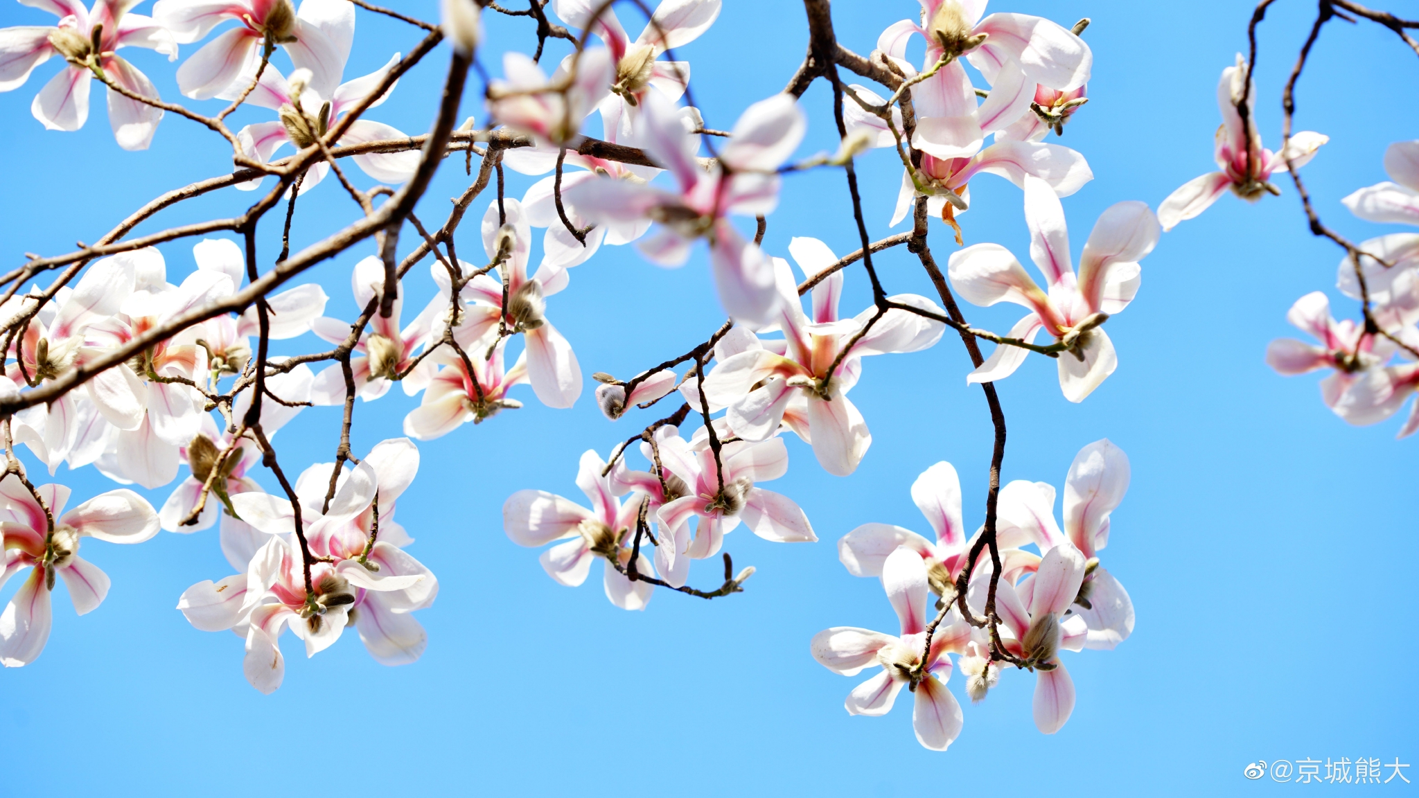 18北京中轴线的玉兰花 摄影