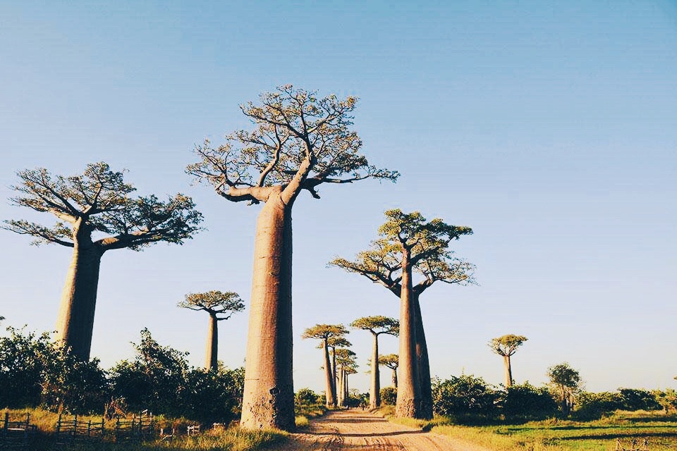 非洲的猴面包树想起了小王子