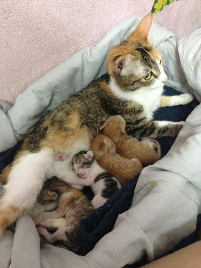 这橘猫一家太幸福了！__财经头条