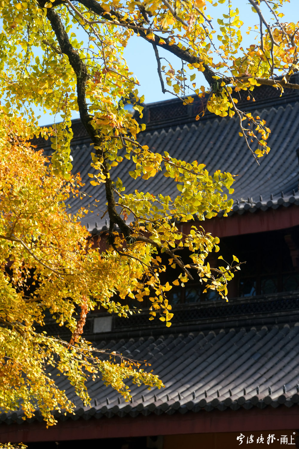 银杏叶黄满梵宇雪窦寺两棵千年古银杏进入最佳观赏期