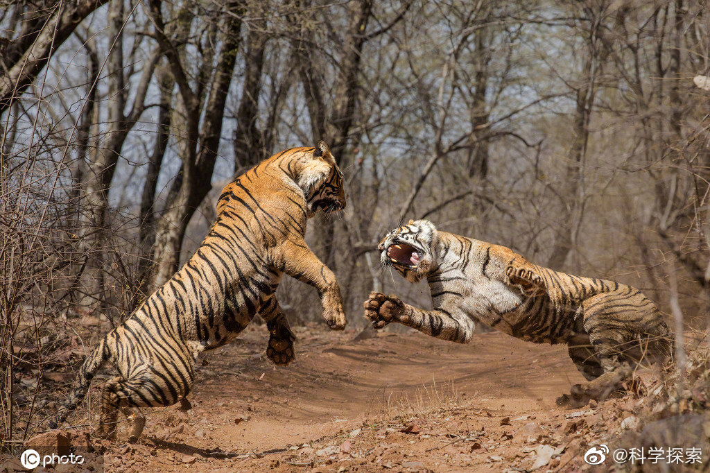 老虎打架就是力量与美的完美诠释