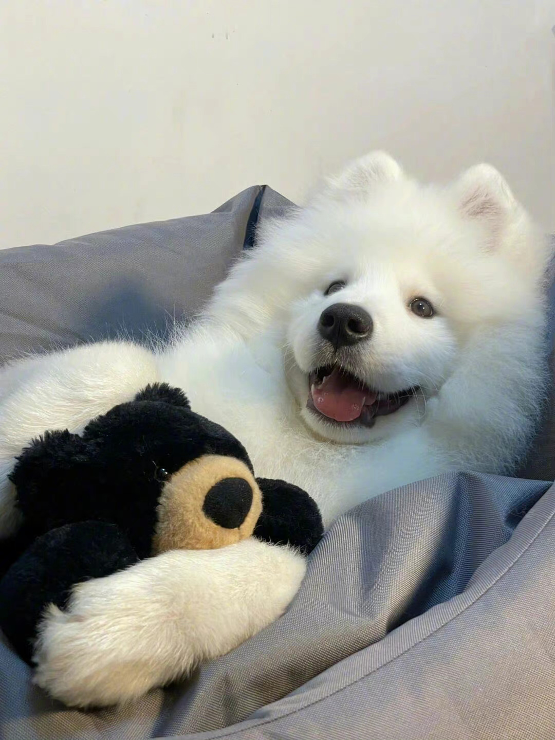 萨摩耶除了可爱一无是处