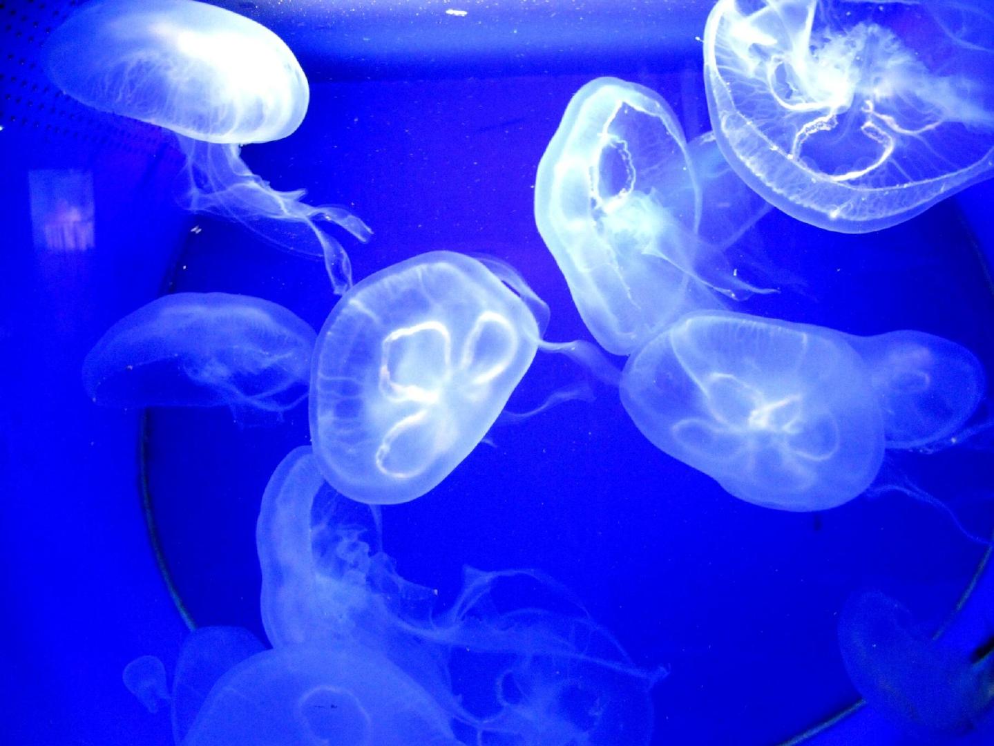 蓝色之梦,水母万花筒