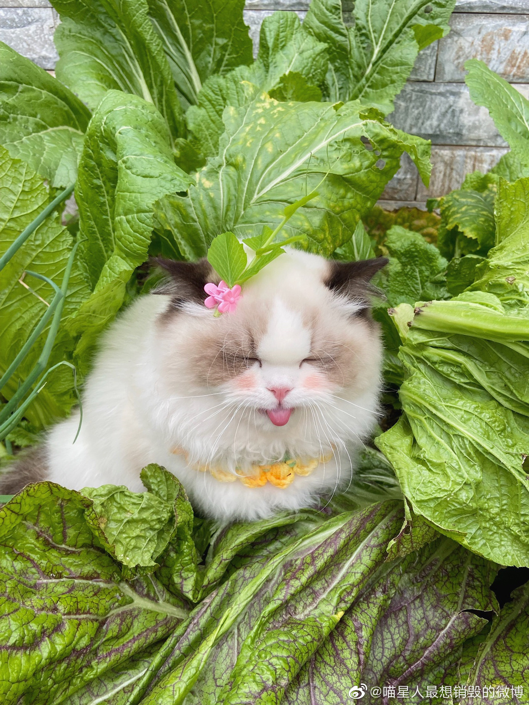 请收下你的菜猫_高清图集_新浪网