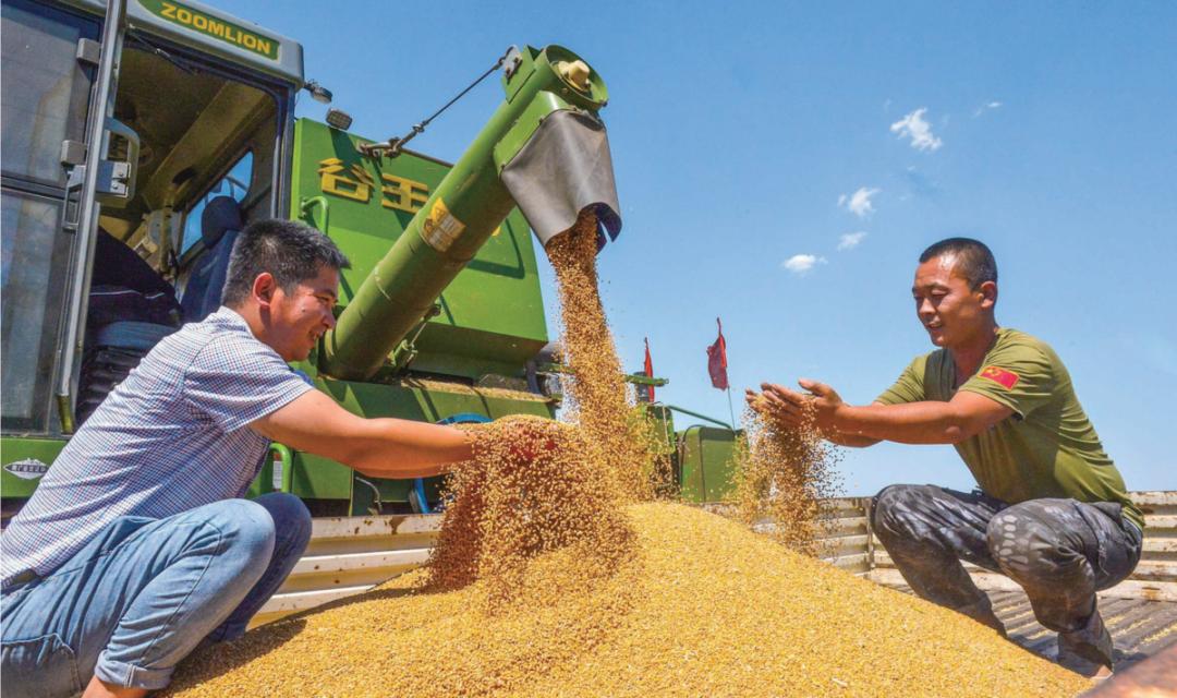 3.35亿亩小麦归仓,夏粮再获丰收!|粮食|人民网|丰收_新浪新闻