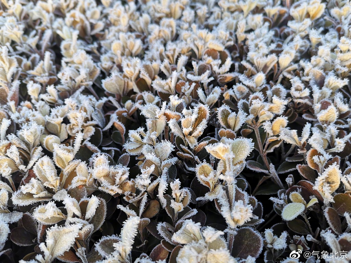 密云今晨大范围出现霜霜是一种天气现象