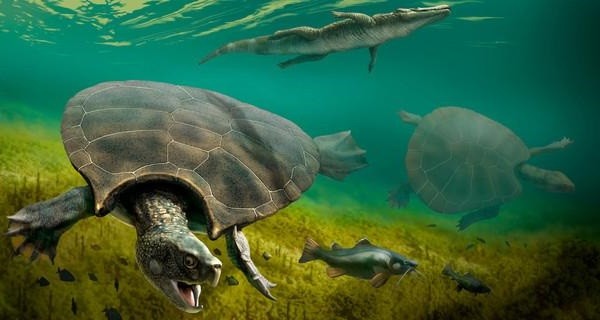 《西游记》里巨龟真的存在?电钻都钻不透外壳,只有一种天敌