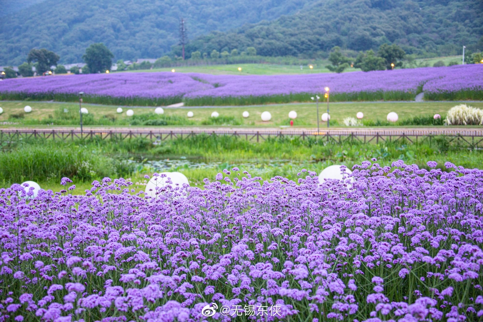 拈花湾梵天花海,夜色降临之下的绝绝紫_高清图集_新浪网