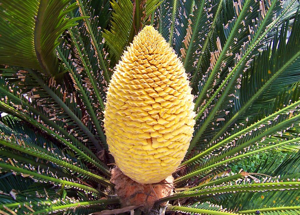 铁树不但开花,还结果,果是一窝凤凰蛋