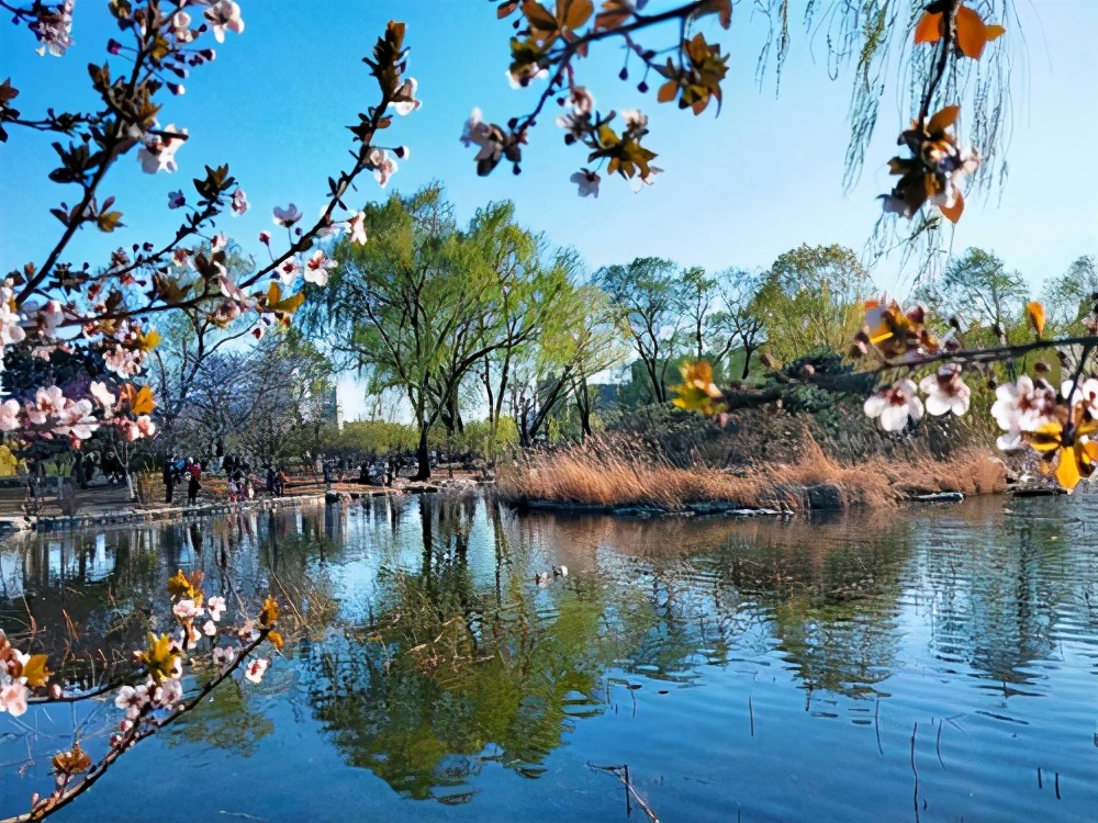 北京踏春好去处坐拥当地最大樱花园门票10元人气高