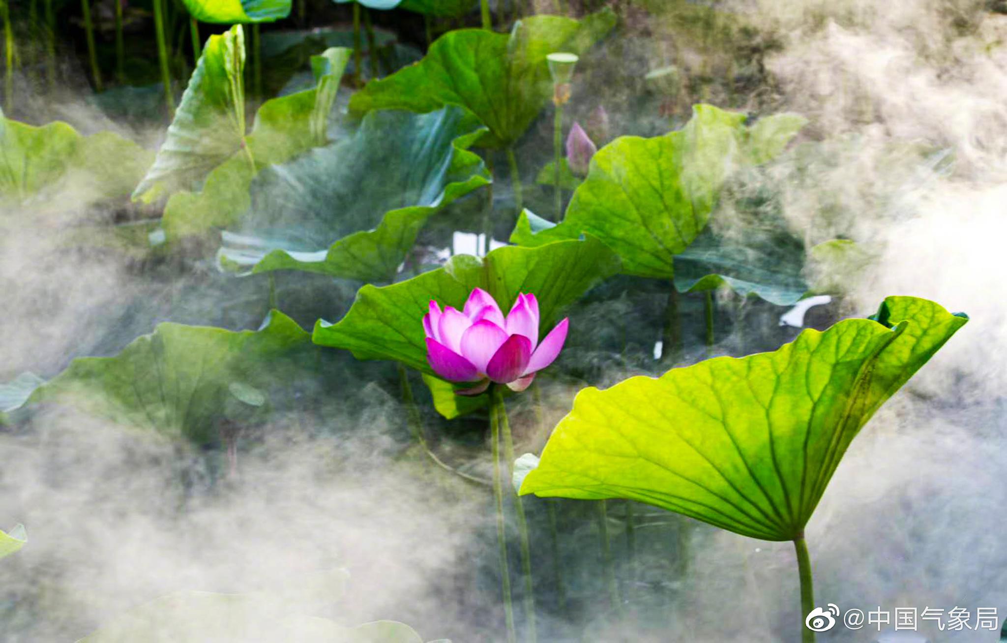 清晨,湖中仙雾缭绕,荷花摇曳,犹如瑶池仙境一样美!坐标