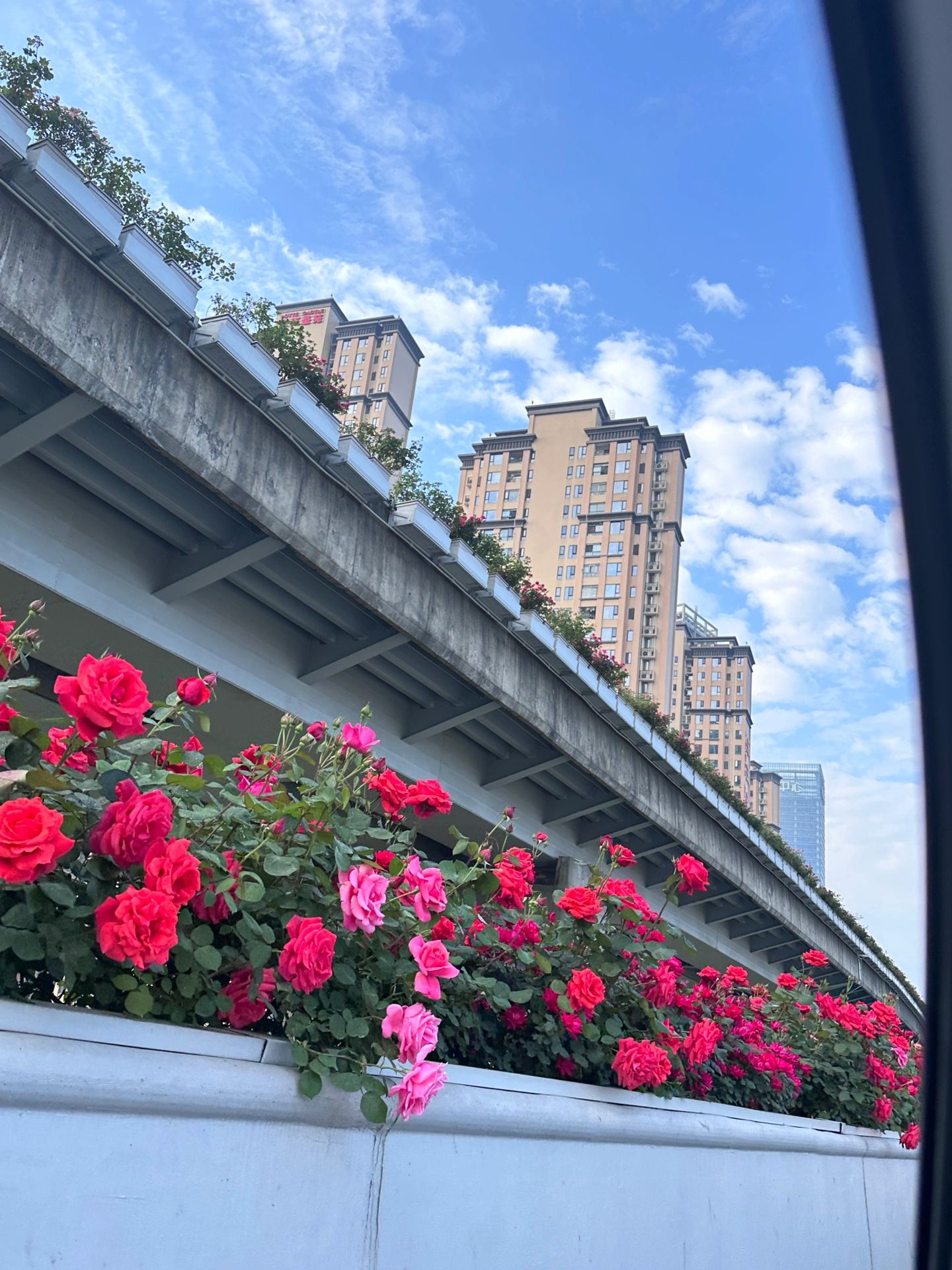 成都二环高架的玫瑰花路也太浪漫了吧!__财经头条