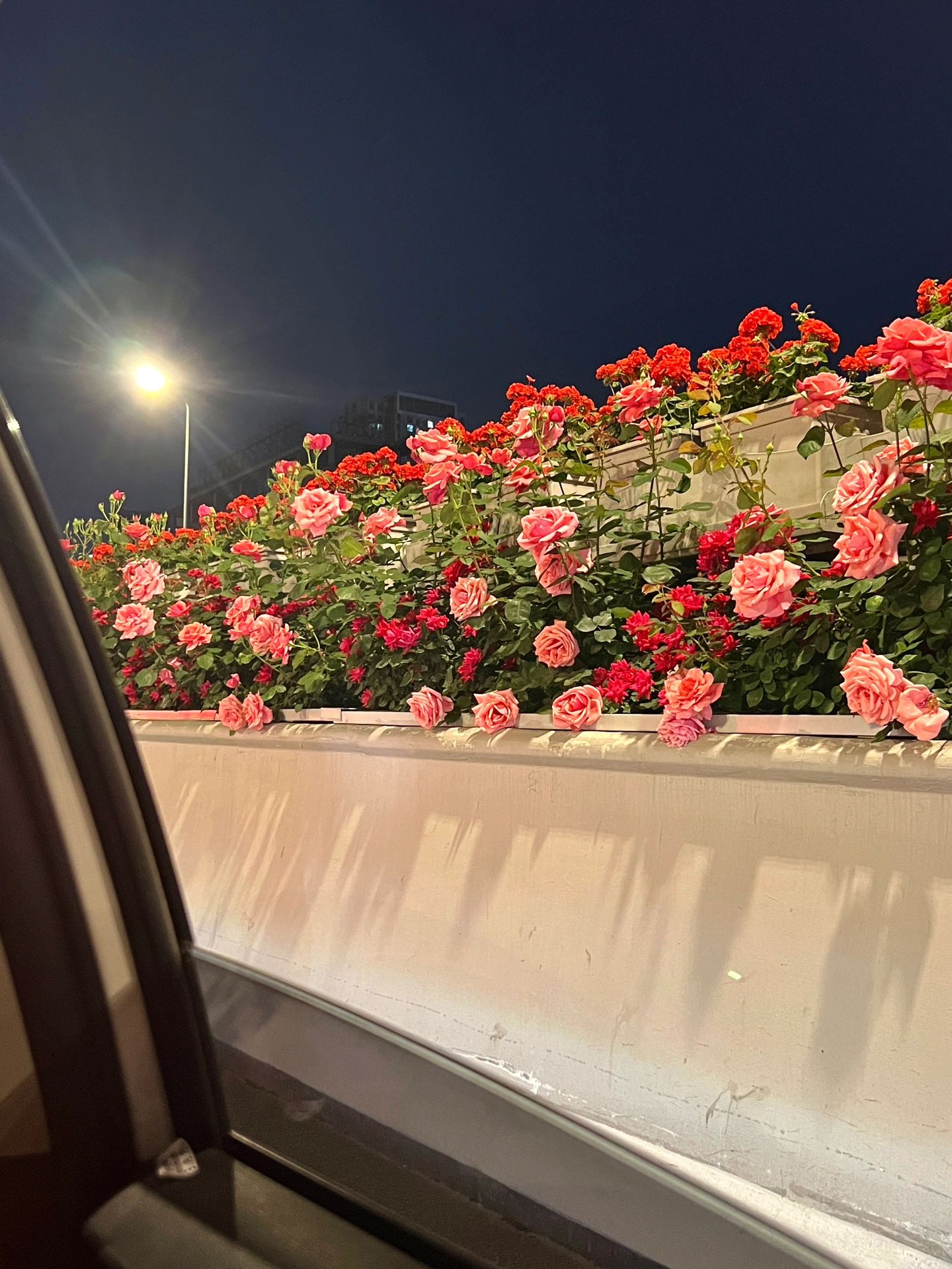 成都二环高架的玫瑰花路也太浪漫了吧!__财经头条