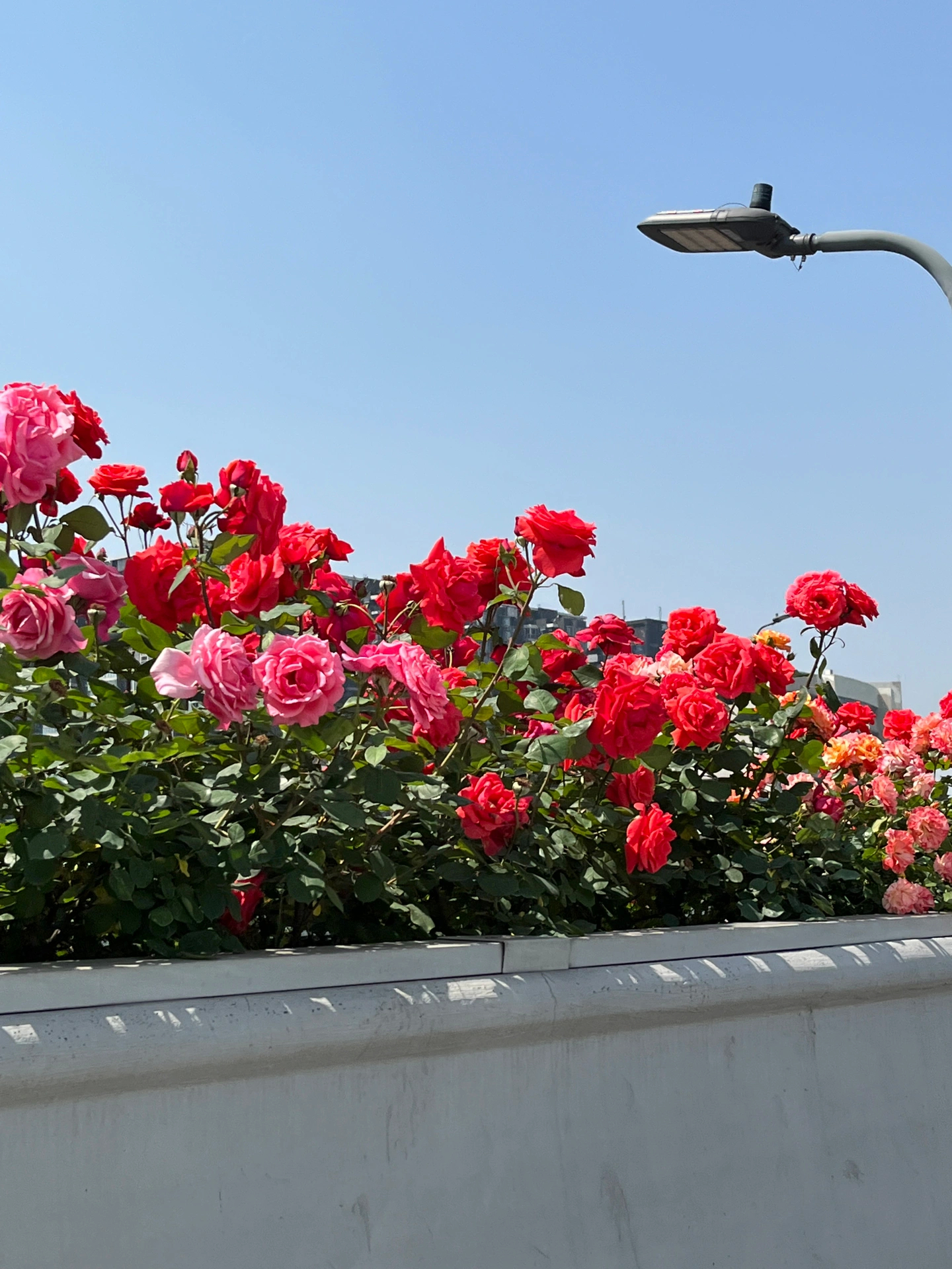 成都二环高架的玫瑰花路也太浪漫了吧!__财经头条